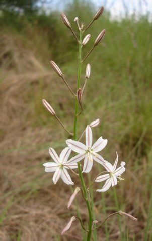 Trachyandra asperata
